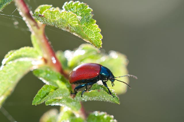 coleottero 6: Chrysolina grossa